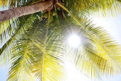 Palm Trees: Do You Have The Character That They Do? – The Bottom Line ...