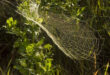 Morning dew on a spider web