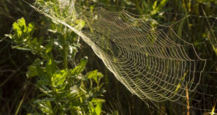 Morning dew on a spider web