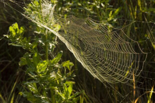 Morning dew on a spider web