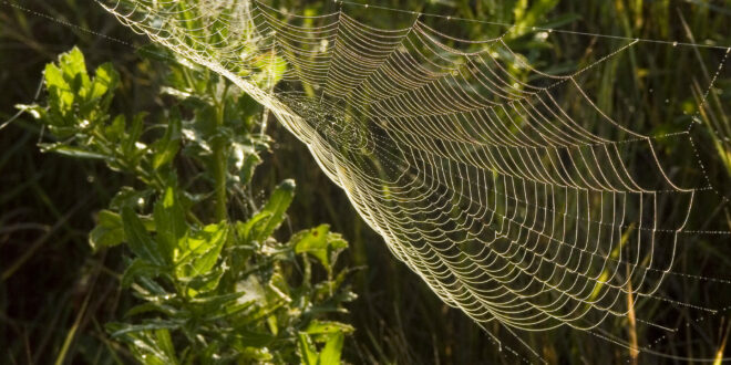 Morning dew on a spider web