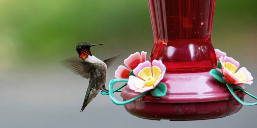 Hummingbird Touchdown