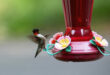 Hummingbird Touchdown