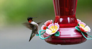 Hummingbird Touchdown