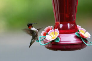 Hummingbird Touchdown