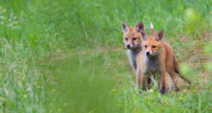 foxes in the wild