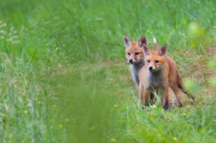 foxes in the wild