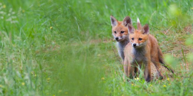 foxes in the wild