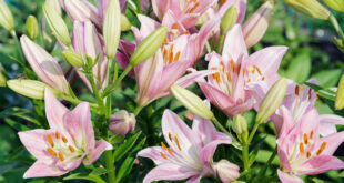 pink lilies