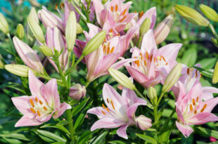 pink lilies