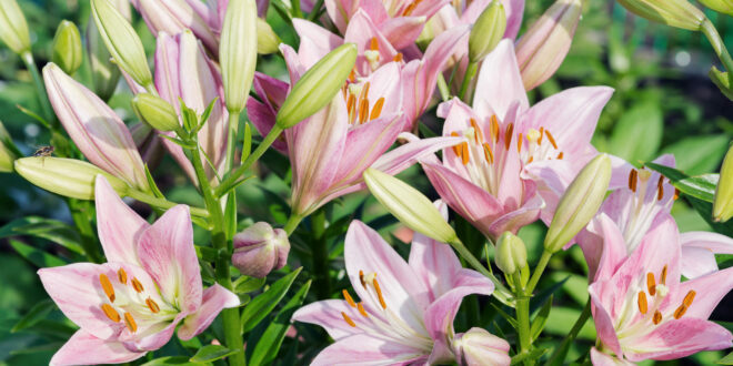 pink lilies