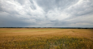 Storm over harvest field, the harvest of souls