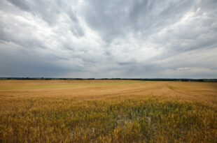 Storm over harvest field, the harvest of souls